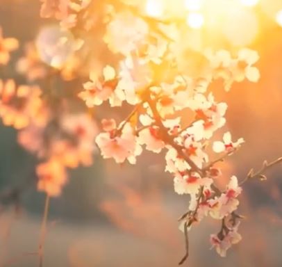 screen shot of Cherry Blossom branch. Back lit by sun rays